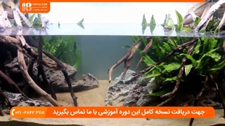 فوت و فن نگهداری از ماهی ها و گیاهان داخل اکواریوم