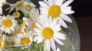 گل بابونه