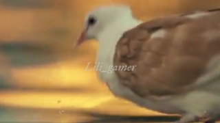 کلیپ امام رضا برای استوری