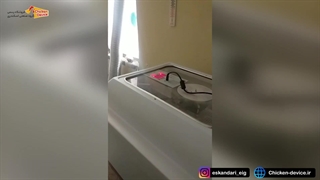 جوجه کشی از مرغ مرندی با دستگاه جوجه کشی