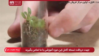 ساخت تراریوم ::: اکوسیستم تراریوم های بسته