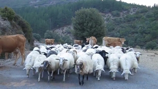 پرورش گوسفند