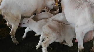 فروش بزسانن