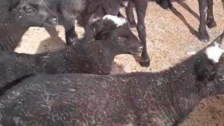 گوسفند شال و افشار