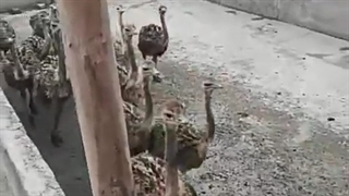 جوجه شترمرغ