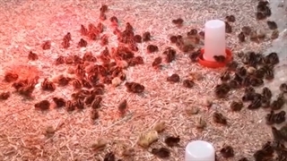 فروش جوجه بوقلمون