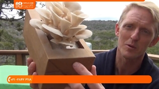 آموزش پرورش قارچ * نحوه کاشت بذر قارچ