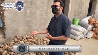 فیلم تغذیه دام با چغندر