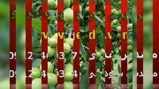 فروش تمامی ارقام نهال گردو در سراسر ایران با تضمین(www.gerdo.win)