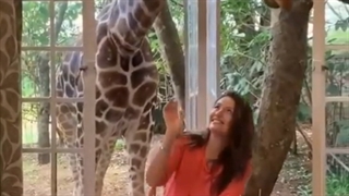 تا حالا با زرافه غذا خوردی؟ | پرین پرواز