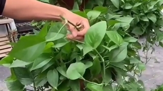 تکثیر گل پتوس کود ارگانیک مخصوص پتوس