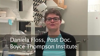 ریشه گیاهان