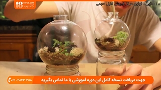 نحوه به کار بردن گیاهان مناطق سردسیری در داخل تراریوم