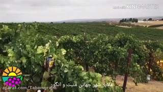 پایه بتنی انگور