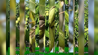 نهال گردو چندلر-فرنور-اسرائیلی-خوشه ای و تمامی ارقام نهال گردو با تضمین(www.gerdo.pro)