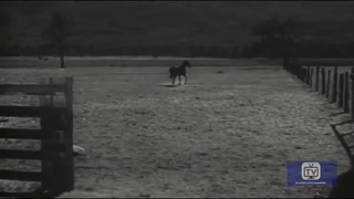 Fury - Season 1 - Episode 1 - Joey Finds a Friend | Peter Graves, William Fawcett, Bobby Diamond