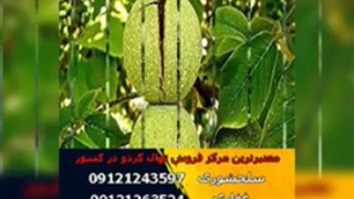 عرضه انواع نهال گردو در سراسر ایران (www.118gerdo.com)