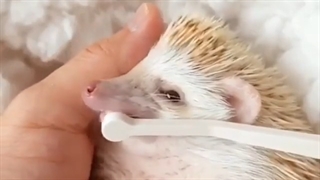 اهمیت بهداشت دهان و دندان | کلینیک تخصصی دندانپزشکی کانسپتا