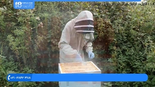 آموزش زنبور داری - شناسایی ملکه ی جدید کندو