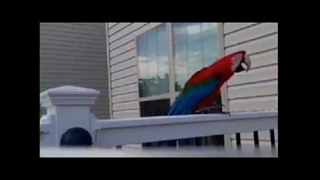 ترم دو کلاس زبان سایو جلسه دوم