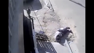 از بیخ برید