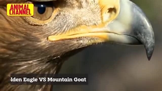 شکار برق آسای عقاب