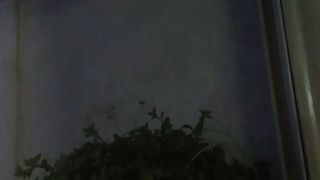 فیلمبردار-حسام الدین شفیعیان