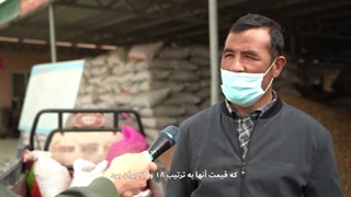 حمایتهای دولتی از کشاورزی مسلمانان چین در استان