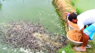 غذا دادن به ماهی ها