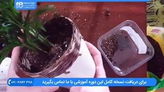 آموزش پرورش گل و گیاه * تعویض گلدان گیاه پالور پالم