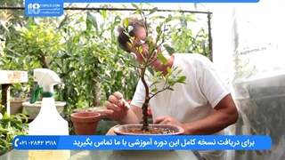 پرورش گل و گیاهان لوکس / پرورش و تعویض گلدان بونسا