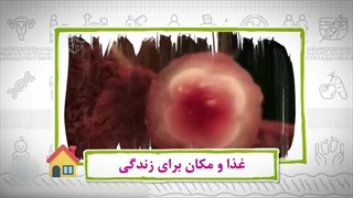 هفته ی سوم و چهارم بارداری