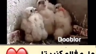 کلیپ خنده دار