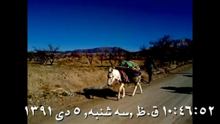 استفاده از الاغ در کشاورزی سنتی