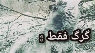 ویژه گی های گرگ ها