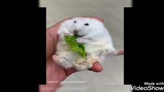 زهرا رویی نادی