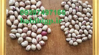 خرید لوبیا قرمز به صورت عمده تازه