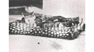 ببری خان گربه محبوب ناصرالدین شاه