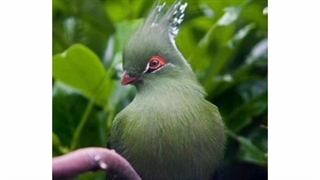 ترانه: لبخند سرد(خودم ساختم)