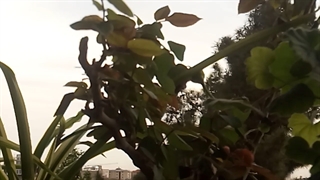 فیلمبردار-حسام الدین شفیعیان