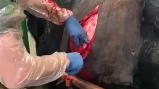عمل جراحی گاومیش ماده برای به دنیا آوردن یک گوساله