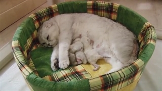 Scottish Fold gives birth to 3 cute kittens | Pregnant Silver Cat giving birth to adorable baby cats