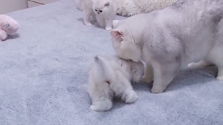 British kittens meet Big Silver cat first time | Baby cats 1 month after birth | Silver Chinchilla