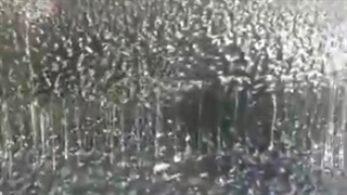 چسبندگی ایزوگام حلزون