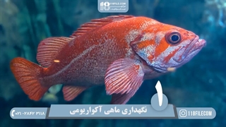 آموزش تربیت طوطی - پنج نکته حیاتی