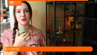 آموزش تربیت طوطی - چگونه پرنده را در غیاب خود سرگرم کنیم
