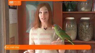 آموزش تربیت طوطی - پنج نشانه بیماری پرنده