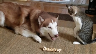 کی ازین رفیق ها داره