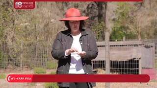 آموزش پرورش مرغ محلی - پنج اشتباه مرگبار پرورش مرغ