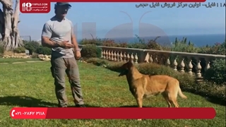 آموزش تربیت سگ - سه اشتباه بزرگ در آموزش سگ و نحوه اجتناب از آنها